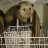 dishwasherpossum