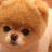 MyDogLove