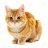 Cat red