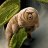 tardigrade84