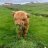 happycow011