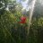 riiloader
