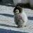 babypenguin