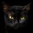 blackcat_0o0_