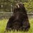 BouncyBear