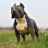bigdog456