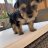 pupfinder