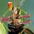 impatient_grasshopper