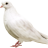 Rechustu