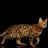 platy