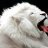 white lion