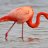 PinkyFlamingo