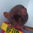 black rat