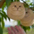 Puffatuffa