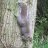 treehugz
