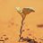 Seed