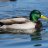 duckquackingmullard