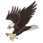 44eagle