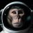 DirtyChimp