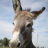 Donkeychen