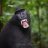 blackmonkey