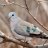 smudge_dove