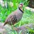 waseem030