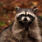 ChilledRaccoon