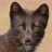 thebluefox