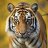 lonetiger