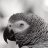 parrot00