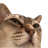 Archibald ad