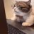 Professor Cat