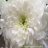 HydrangeasWhisper