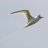 Flying_eagle