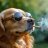 Forge_