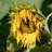 SunFlowerIsLow
