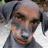 dogman