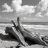 Drift_wood