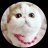 fatcatmeow
