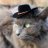 GreyCatWorld