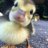 scurryingduck