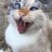 Psychocat