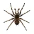 spiderwebsmith