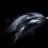 blackdolphin