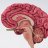 LessBrain