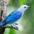 Bleugrey
