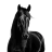 blackhorse_
