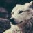 Lone Wolfy