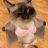 Selieepipes